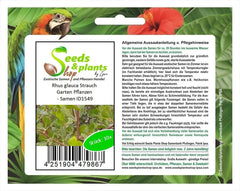 Stk - 10X Rhus Glauca Blaue Kuni-Rhus Strauch Garten Pflanzen - Samen ID1549 -