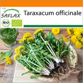 SAFLAX - BIO - Mælkebøtte - 400 frø - Taraxacum officinale