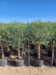 Sunny Tree Olivenbaum Olive '25 Jahre' 160 Cm, A+ Qualität, Winterhart, Olea Lechin Winterhart -18