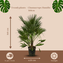 Trendyplants - Chamaerops Humilis - Höhe 150-170 Cm - Europäische Zwergpalme - Winterhart - Gartenpflanze - Topfgröße Ø28Cm