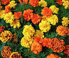 La Verde MIN HAVE OG MIG. Tagetes Bonita Bland blomsterfrø i ca. 100 planter, langblomstrende morgenfruer, dobbelte blomster, ikke-GMO frø