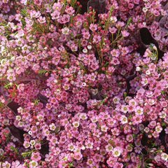 Chamelaucium Uncinatum Bonsaibaum Kletterpflanzen Garten Baumsamen Bonsai Exotische Bio Grünpflanzen Herbst Deko Wohnzimmer Balkon Zimmerbonsai Schnittblumen Topfpflanzen Nachhaltige 10Samen