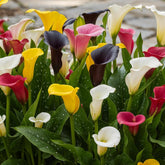 Calla Lilien Zwiebeln Winterhart Mehrjährig - Zantedeschia - 10 store Blumenzwiebeln, 5 Sorten Mix - Echte Pflanzen aus Holland - für Garten und Topf (große Knollen, kein Samen und nicht künstlich)
