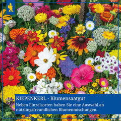 Zinnien Dahlienblütige Mischung