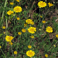 Farvestofs kamille (Anthemis tinctoria) - omkring 800 frø af den traditionelle farveplante og flerårig vildblomst