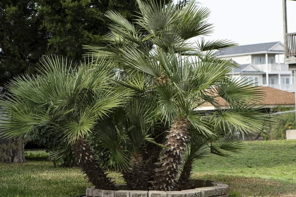 Bloomique - 2Er Set - Chamaerops Humilis - Europäische Zwergpalme - Palmen Winterhart Draußen - Höhe 50-60 Cm - Topf 15 Cm