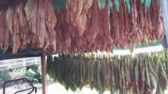 Tobaksfrø 5x1000 Ægte rygetobak 5 varianter Virginia, Red Front, Orient Xanthi, Baden Geudertheimer Fresh. Harvest 2025