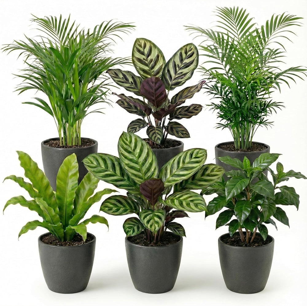 Vdvelde.Com - Luftreinigende Pflanzen 6 - Tierfreundliche Grüne Zimmerpflanzen - Einfacher Und Geringer Lichtbedarf - Ø12 Cm ↥Ca.40 Cm