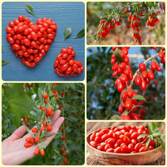 Goji Beeren, Wolfsbeeren, Lycium Chinense, Zimmerpflanzen Mehrjährig Winterhart Bodendecker Gartenkräuter Gojibeeren 150Samen