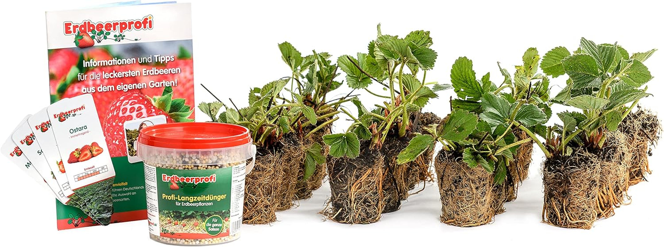 Erdbeerprofi - Erdbeer Anbau-Set: 40 Powerplug (Extrem Gut Durchwurzelt) Erdbeerpflanzen Gemischt - Mit Erdbeer Langzeitdünger - 4 Erdbeersorten: Daroyal, Korona, Ostara & Favori