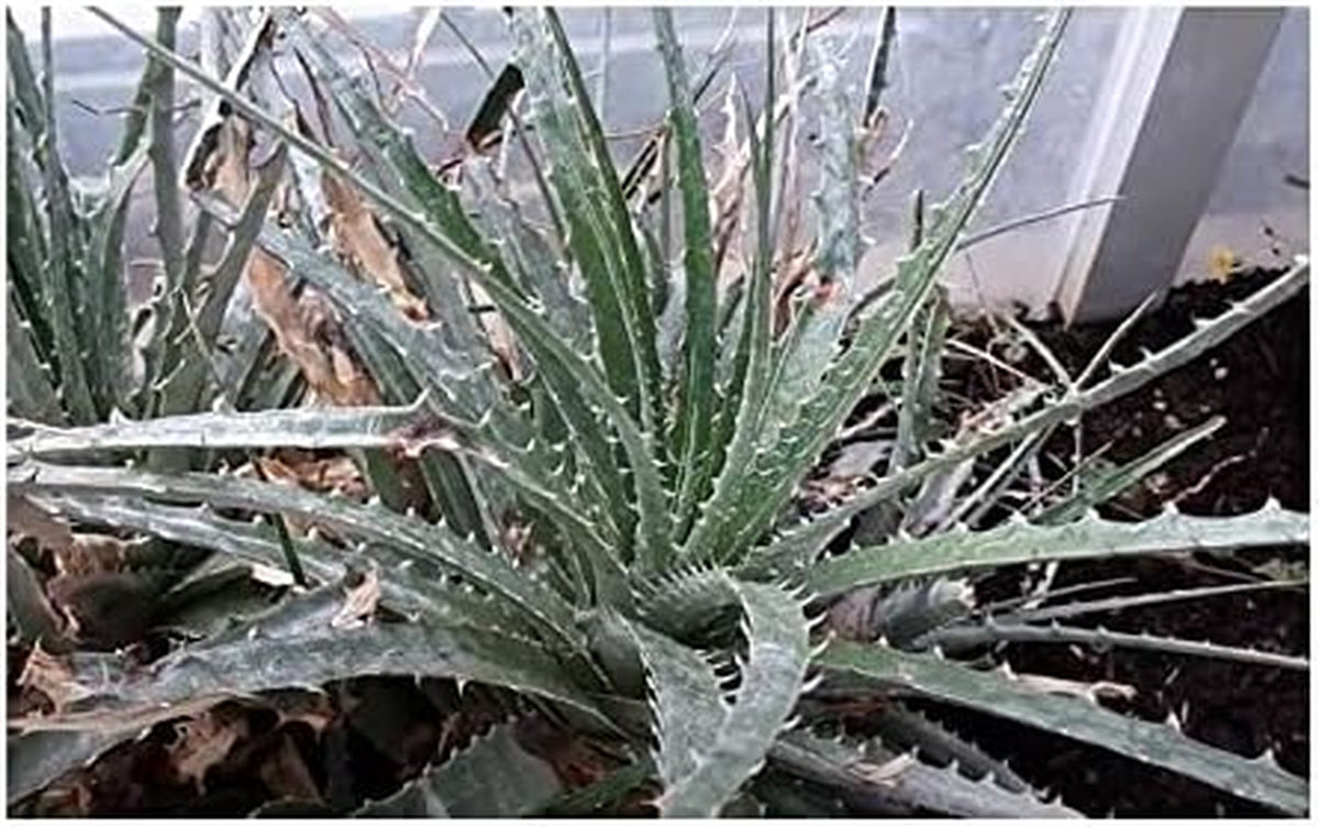 Stk - 10X Hechtia Montana Bromelie Garten Pflanzen - Samen ID577 -