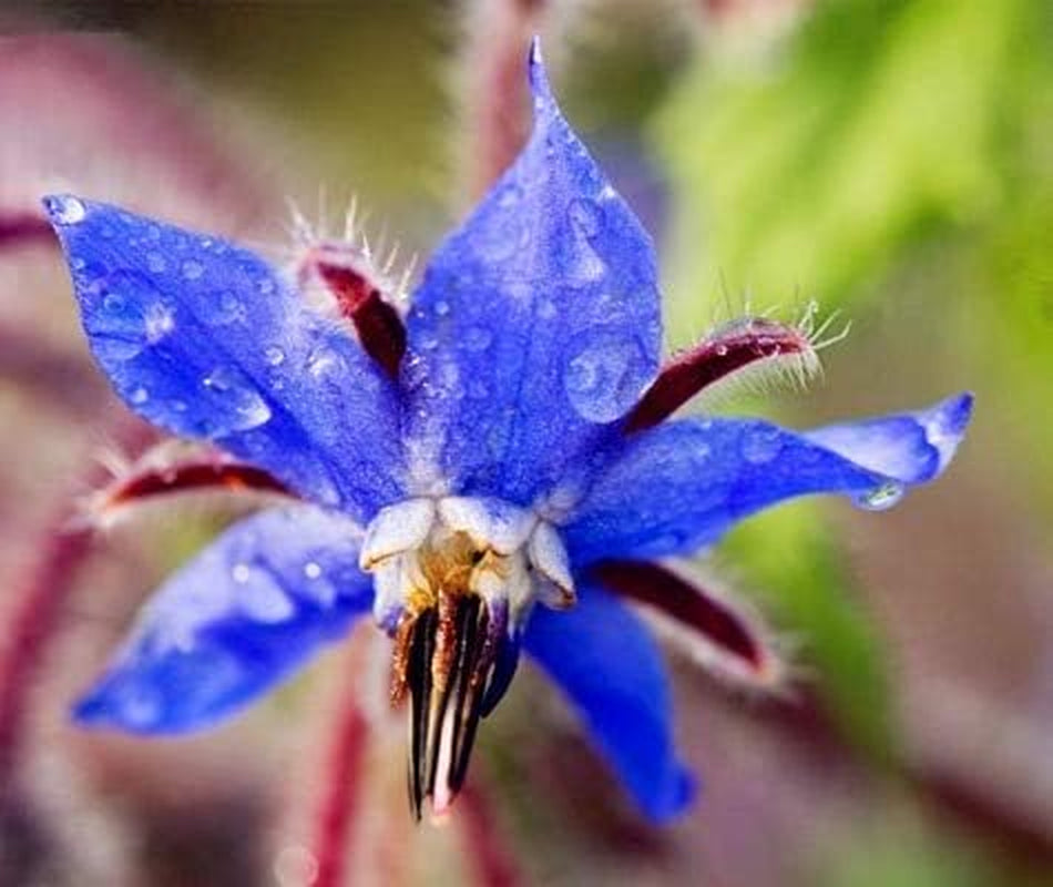 Frø 20 stk Borago Officinalis eksotiske blomsterfrø udendørs blomsterhave smuk og lys (Liu Li Ju): 13