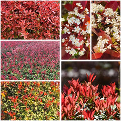 Rote Glanzmispelsamen, Red Robinsamen, Hochbeet Winterharte Balkonpflanzen Gewächshaus Mehrjährig Garten 420Pcs