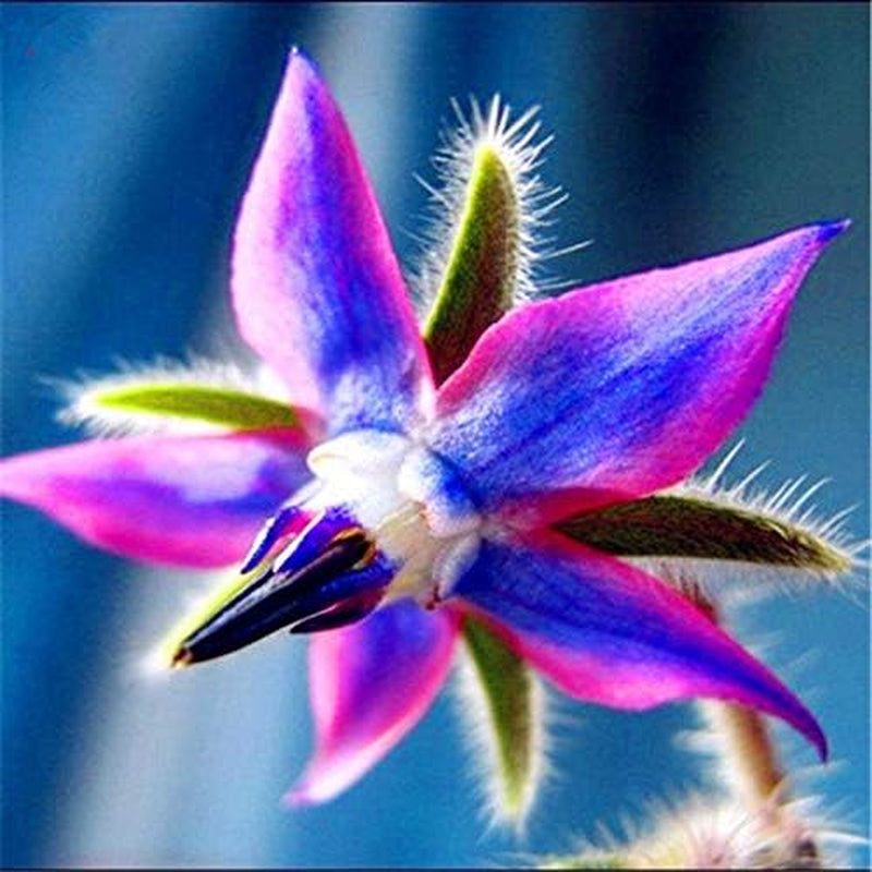 Frø 20 stk Borago Officinalis eksotiske blomsterfrø udendørs blomsterhave smuk og lys (Liu Li Ju): 13