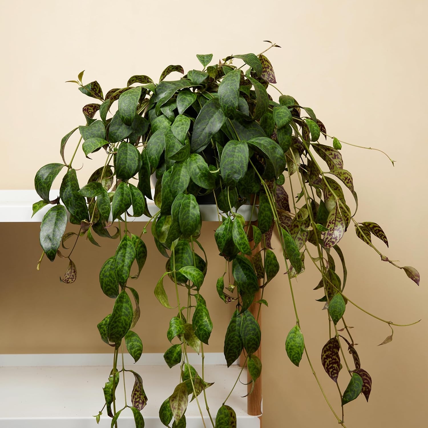 Bloomique – Aeschynanthus Marmoratus – Lippenstiftpflanze – Hängepflanze – Zimmerpflanzen – Haustierfreundlich – Luftreinigend – 30–40 Cm Hoch – Topf 17 Cm