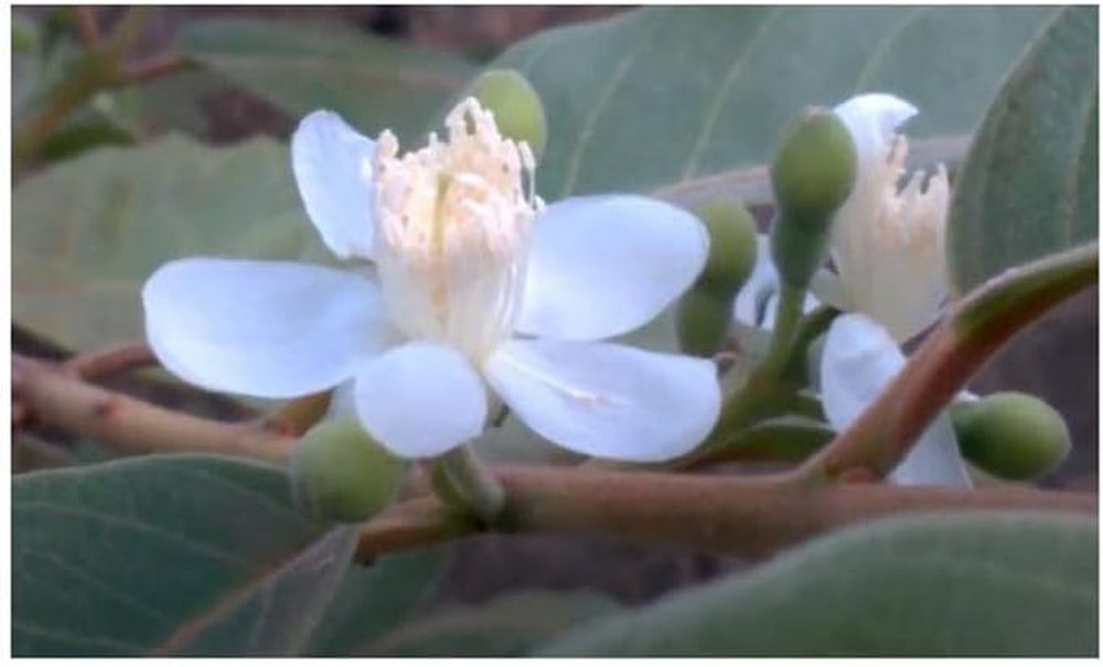 Stk - 10X Psidium Guineense Brasilianische Guave Garten Pflanzen - Samen ID1531 -