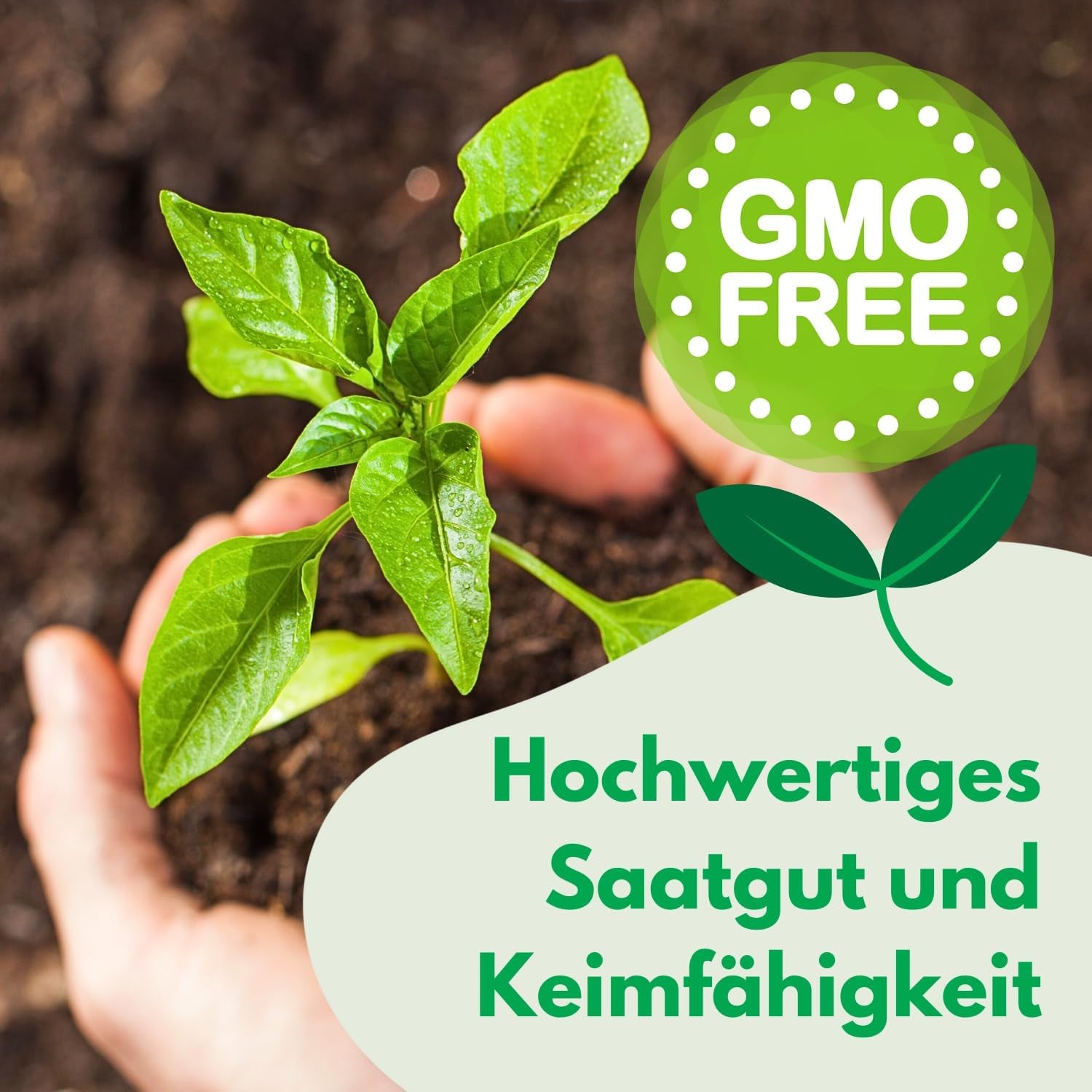 Cosmos Sensation Mix 1g frø, Cosmos Mix Sommerblomster, Haveplanter Balkonplanter, Blomsterfrø