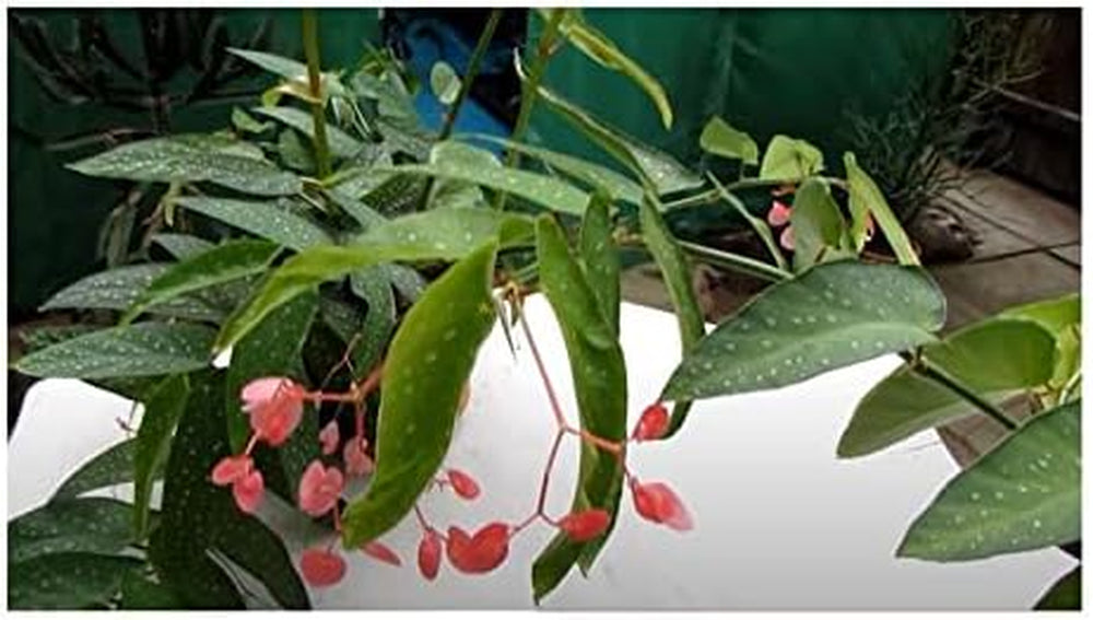 Stk - 10X Begonia Picta Ziersträucher Garten Pflanzen - Samen ID337 -