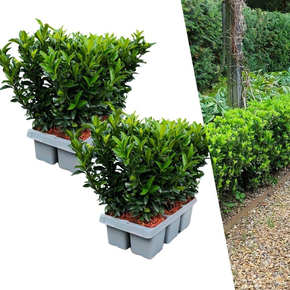 Plants by Frank | 48 Grüne Spindelstrauch Heckenpflanzen | Euonymus Japonicus 'Green Spire' | Japanischer Spindelstrauch | Buchsbaum Ersatz | Winterhart | Immergrüne Hecke | Gartenpflanzen