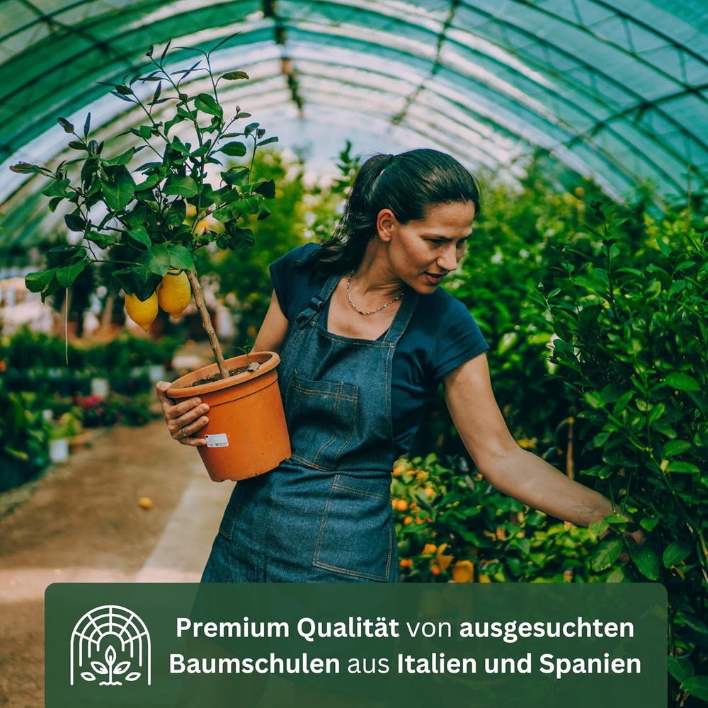 Appelsin fra My Oranjeria - ægte appelsin - citrusplante - Citrus sinensis - Orange - podet appelsin til gartnere (Mezzo [M])