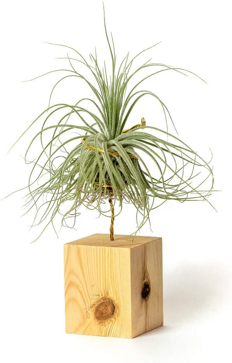 Airplant Pflegeleichter Arbeitstisch Zum Dekorieren Von Zimmerpflanzen (Tillandsia Magnusiana) (X3 Verschiedene)
