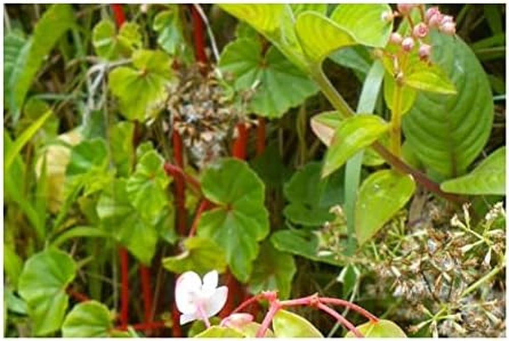 Stk - 10X Begonia Aequatorialis Ziersträucher Garten Pflanzen - Samen ID338 -