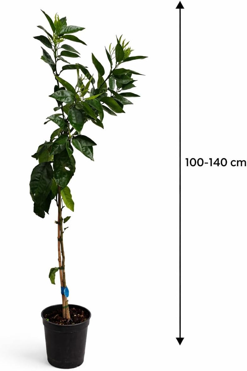 Mandarinenbaum 100–140 Cm Im Topf C17 – Citrus Reticulata – Mandarinen Pflanze Winterhart Bedingt, Immergrünes Zitrusbäumchen Für Balkon & Terrasse, Aromatische Früchte