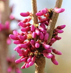 Chinesischer Judasbaum Avondale 40-60Cm - Cercis Chinensis - Lebende Gartenpflanze Aus Den n