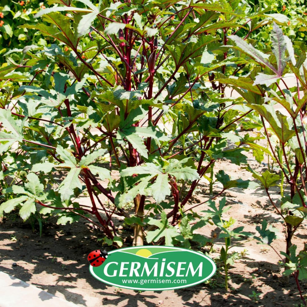 Okra BURGUNDY RED