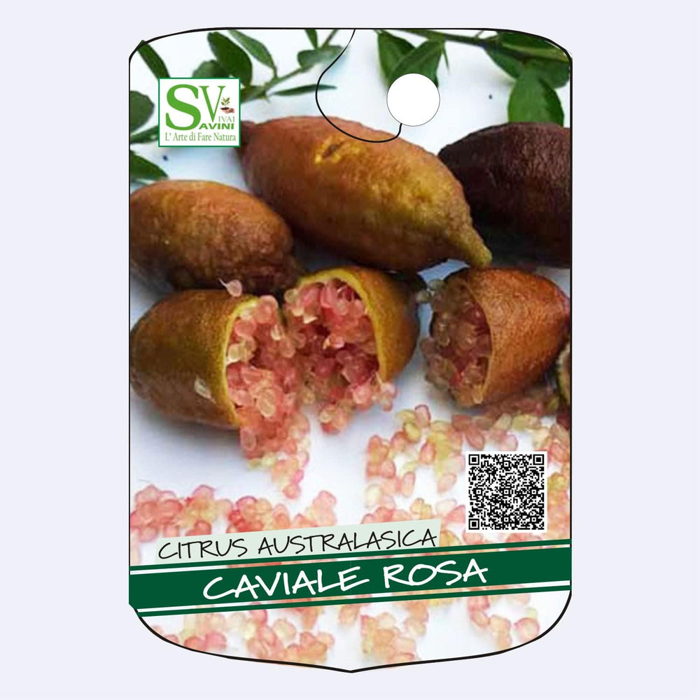 SAVINI VIVAI Zitronenpflanze, Rosa Kaviar, Zitrusbaum, Fingerlimette, Zitronensetzling Im Topf, 20 Cm, Höhe 50–70 Cm, 2 Jahre Veredelung, Hergestellt in Italien