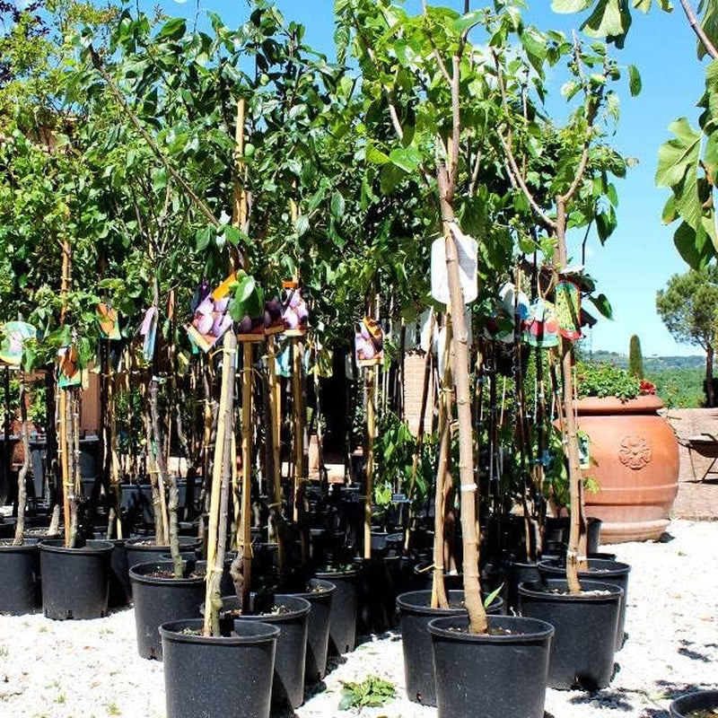 Oberschenkel Pflaumen Von Monaca Von Velletri - Obstpflanze Alte Frucht Auf Blumentopf 20 - Baum Max 170 Cm – 2 Jahre Anbau Italien
