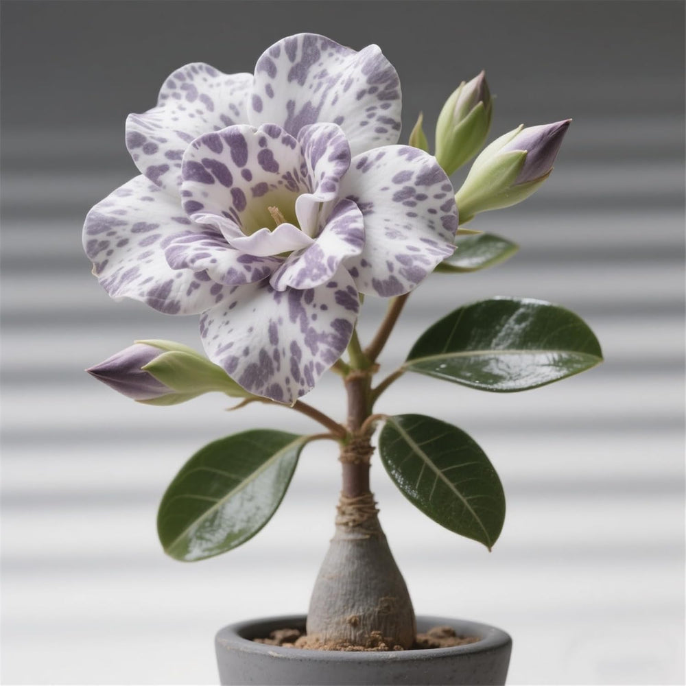 Winterhart pflanzen, Lebende Pflanzen,Mehrjährige Blumenzwiebel ist winterhart, Mysteriöse magische Glühbirne, Blumenzwiebel Mix，3 år-1 Wüstenrose knollen -G