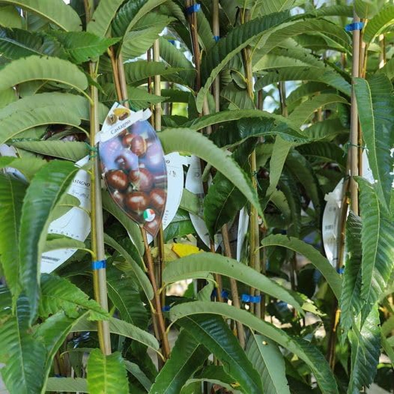 Eurokastanien Japanisch Sorten Maraval - Obstpflanze Auf Blumentopf 15 - Baum Max 120 Cm – 2 Jahre Anbau Italien
