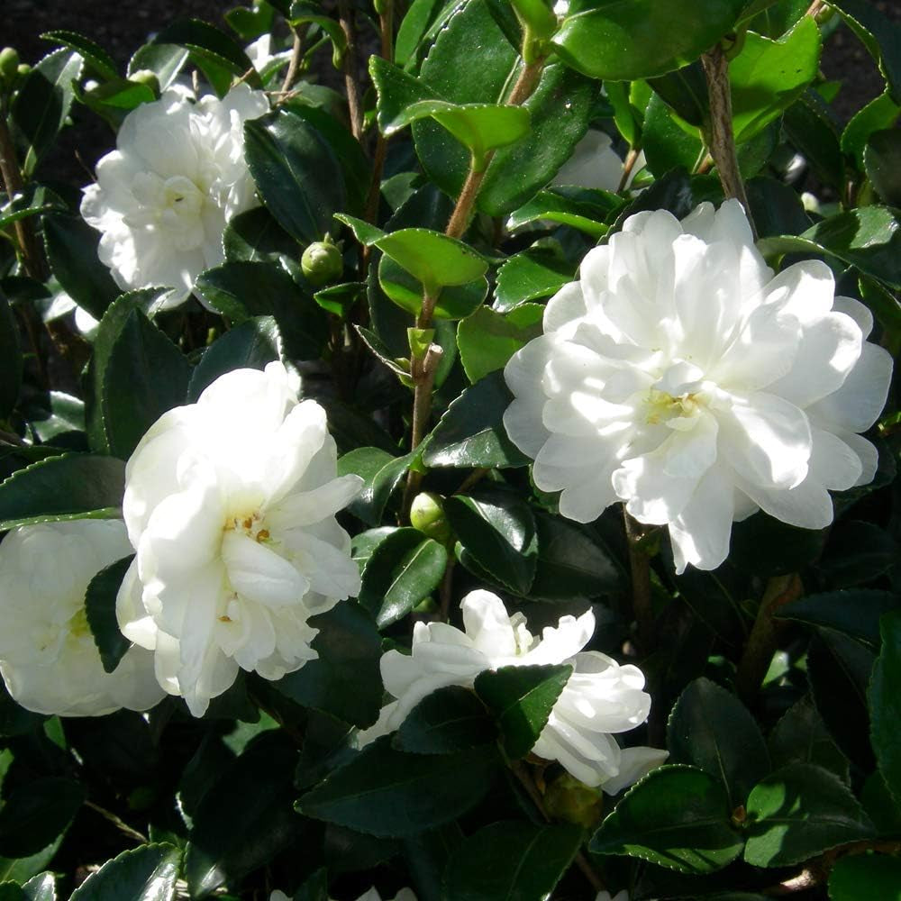 Sæt med 3 Camellia Gardeners Dream (rød, hvid og lyserød) - Hårdføre stedsegrønne blomstrende buske - Hårdføre haveplanter - Hårdføre altanplanter - Hårdføre potteplanter