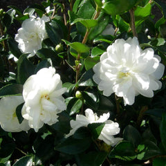 Sæt med 3 Camellia Gardeners Dream (rød, hvid og lyserød) - Hårdføre stedsegrønne blomstrende buske - Hårdføre haveplanter - Hårdføre altanplanter - Hårdføre potteplanter