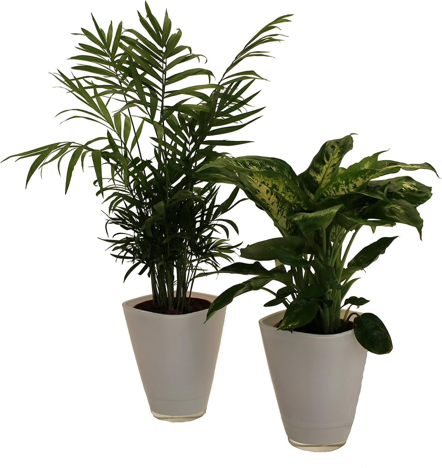 , Fresh Air Duo, Zimmerpalme Dieffenbachia Mit Dekotopf, Weiß