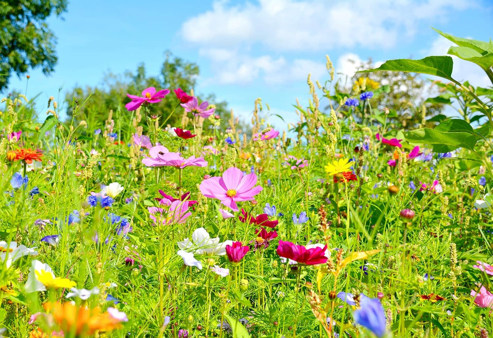 FLORTUS – Blumenwiese Saatgut Für Bienen, Hummeln & Schmetterlinge – 10 Liter Eimer Wildblumenwiese Samen Für 1.000-2.000 M² – Bunte Wildblumensamen Mischung Für Eine Insektenfreundliche Blumenwiese