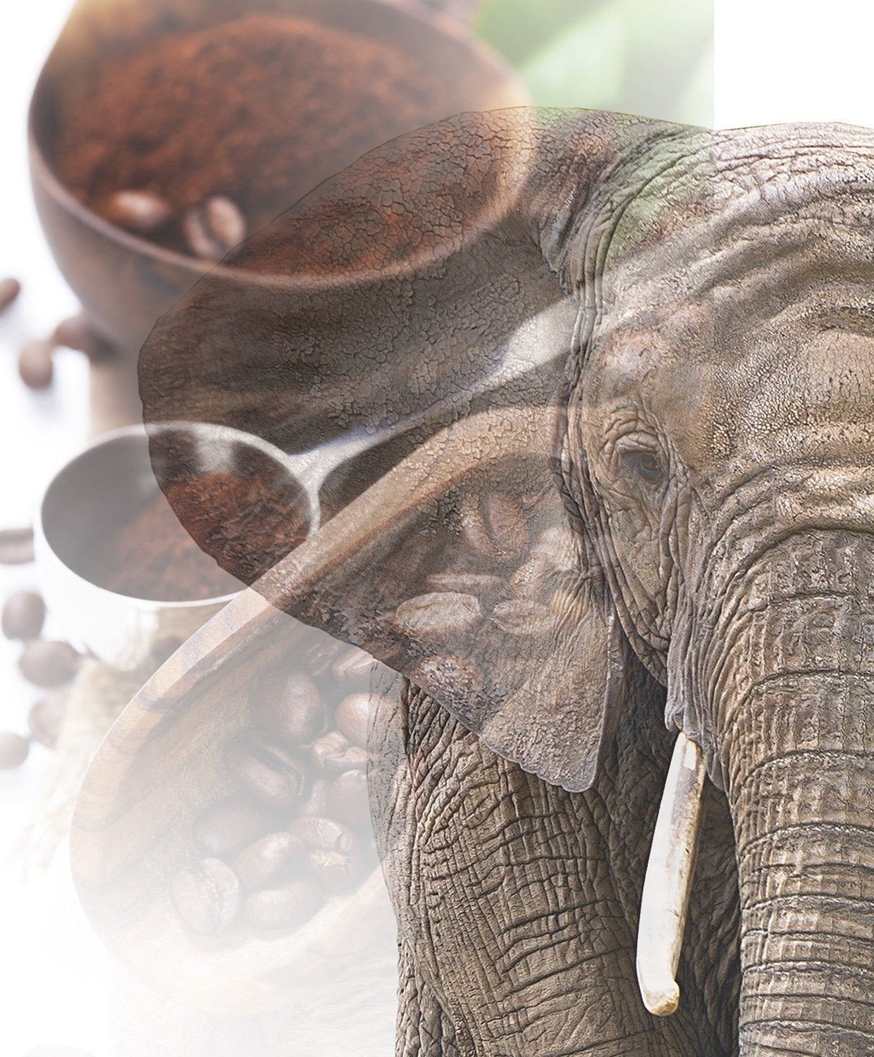 Jumbo Kaffee | Elefantenkaffee Maragogype (1000 g, Ganze Bohnen) - Die größten Bohnen der Welt, ohne Säure, extra mild