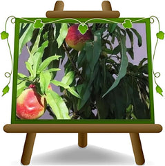 Zwergpfirsich - Obstpflanze Auf Blumentopf 20 - Baum Max 170 Cm – 2 Jahre Anbau Italien