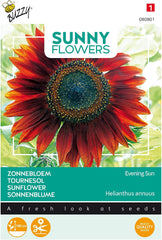 Solrige blomster, solsikker, aftensol