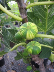 Melonenfeige - Fruchtfeige - Ficus Carica Panache - Hochstamm 90
