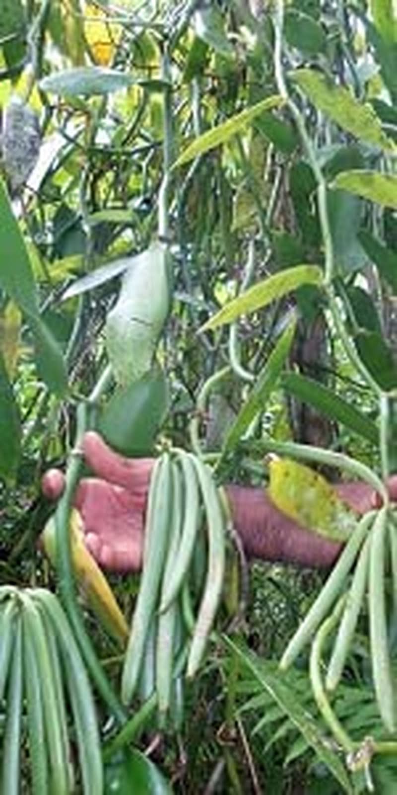 Pulbere de vanilie 50 G, pulbere de vanilie măcinată 100% pură Arome Naty Shop