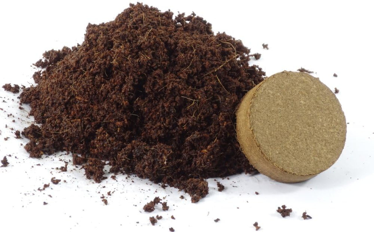 SAFLAX - Heilpflanzen - Echte Goldrute - 100 Samen - Mit Keimfreiem Anzuchtsubstrat - Solidago Virgaurea