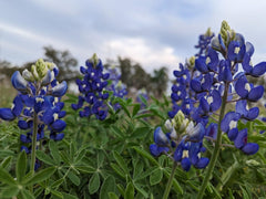 1000 Semințe de Lupin Mix Albastru Alb Galben Îngrășământ pentru Flori Sălbatice Albine Fluturi
