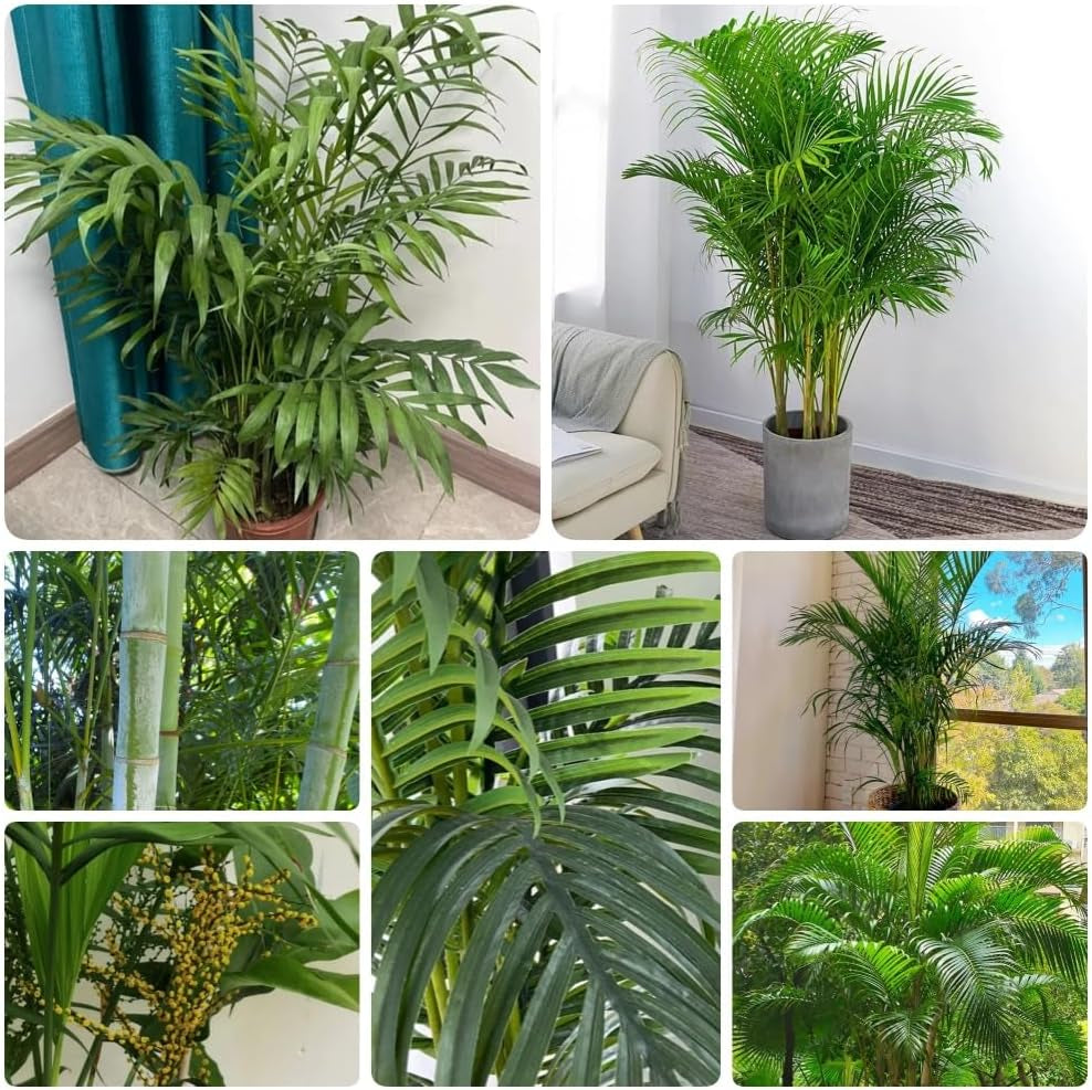 Goldfruchtpalme, Sträucher Dypsis Lutescens, Stauden Winterhart Mehrjährig Exotische Blumensamen Exotische Winterhart Zimmerpflanzen 25Samen
