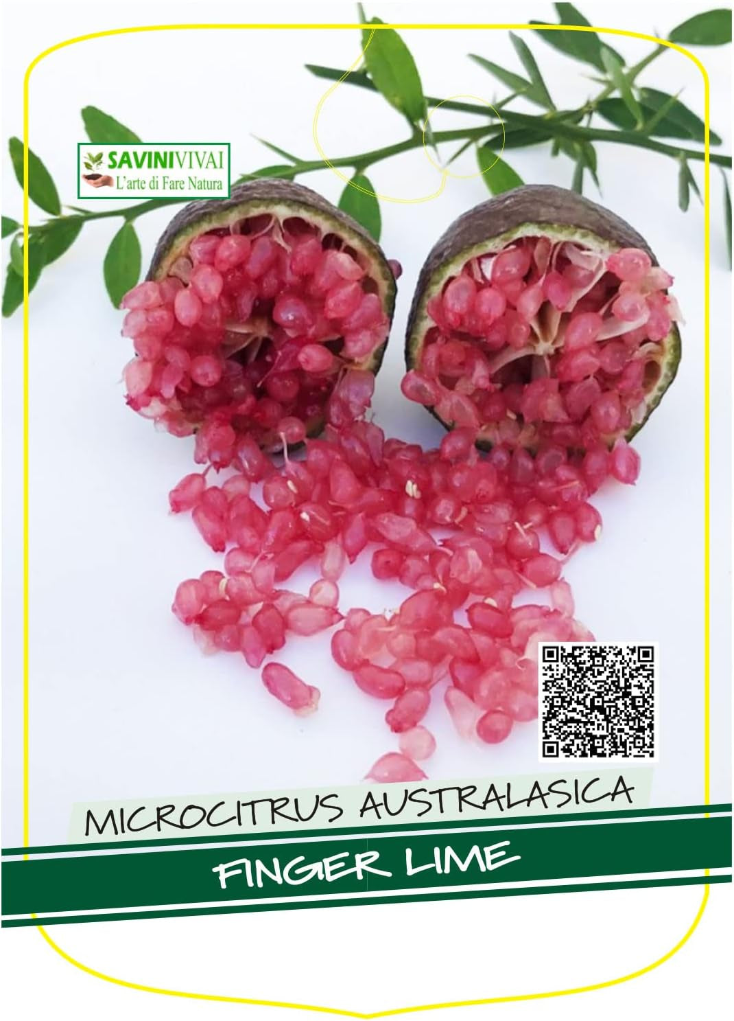SAVINI VIVAI SAVINI VIVAI Zitronenpflanze, Roter Kaviar, Zitrusbaum, Fingerlimette, Zitronensetzling Im Topf, 20 Cm, Höhe 50–70 Cm, 2 Jahre Veredelung, Hergestellt in Italien