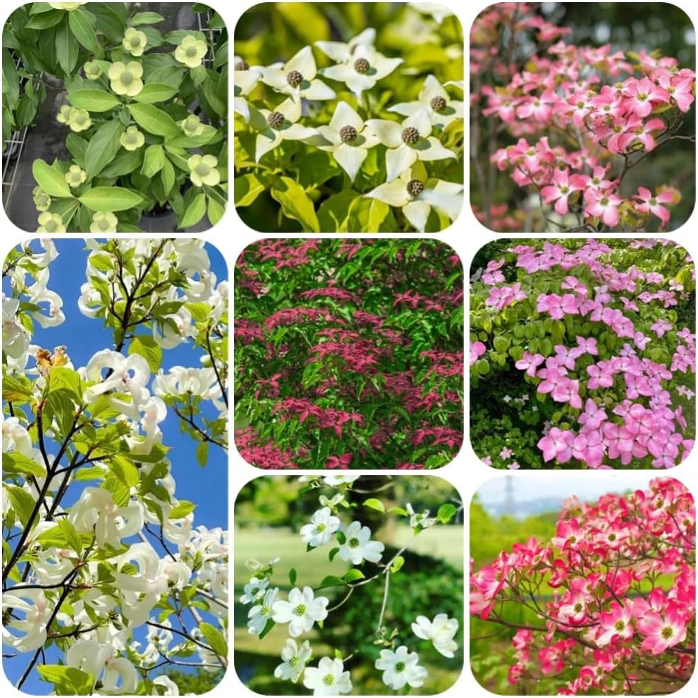 Cornus Kousa, Stauden Winterhart Mehrjährig Hartriegel, Winterharte Für Garten Steingartenpflanzen Winterhart Blumensamen 100Samen