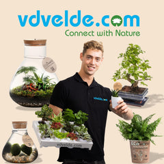 Vdvelde.Com - Mini Plants 10-10 Farne Und Zimmerpflanzen - Ø 6 Cm ↥ Ca. 10 Cm - Ohne Töpfe