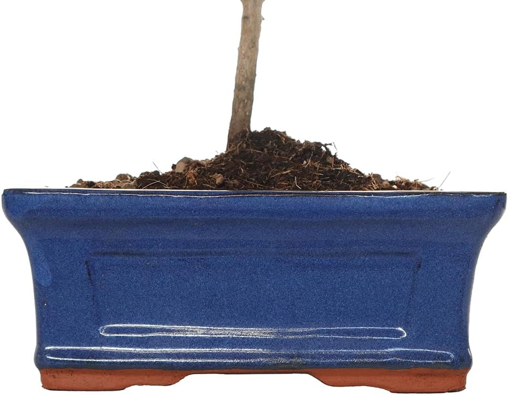 KENTIS - Myrten Bonsai Baum Echt Für Draußen - Myrtus Communis Gartenbonsai - Balkon Pflanzen - H 20/25 Cm Topf 16 Cm (Myrten Bonsai, Topf 16 Cm)