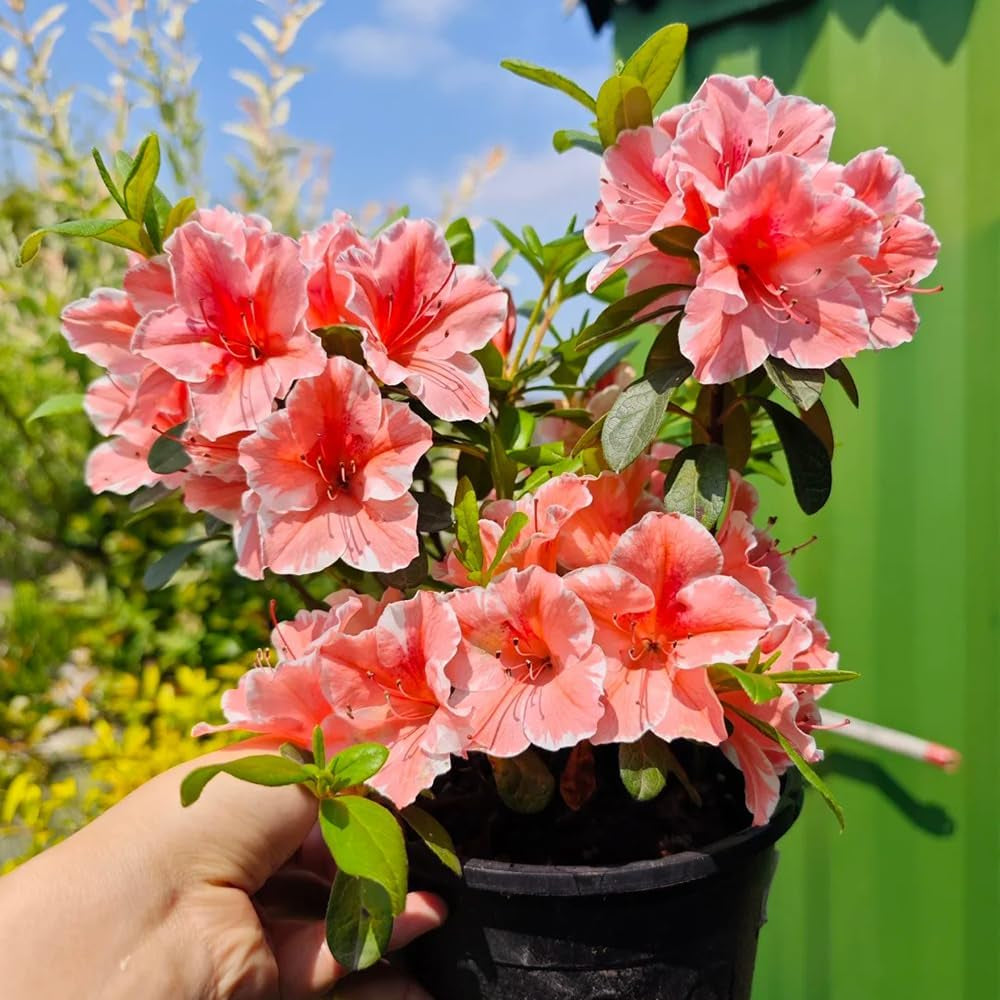Rhododendronsamen - Azalee Winterhart Steingartenpflanzen Exotische Stauden Mehrjährig 20Pcs